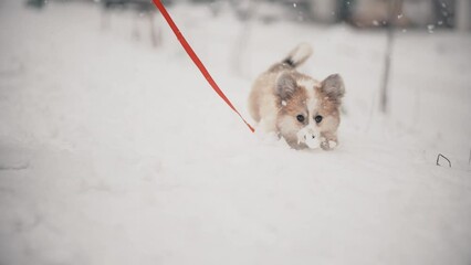 Cute fluffy corgi puppy running at winter snowy park Welsh corgi pembroke with white snow outdoors