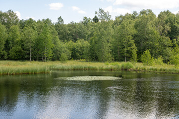 Lake in green nature with blue sky and white clouds