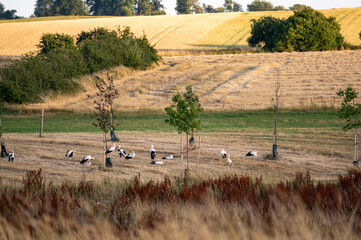 Many storks ( Ciconiidae ) gather in a meadow