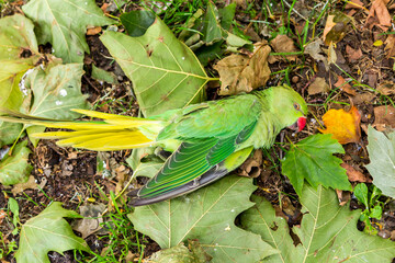 A bright green ring-necked parakeet dead on the ground between the leaves.