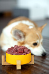Dog eating food at home. Dog eats food.
