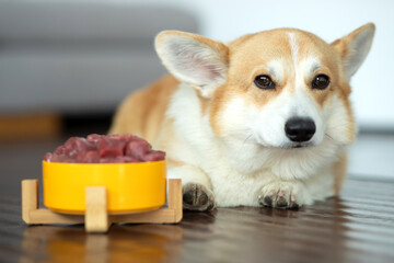 Pet food. Dog eats food from a bowl