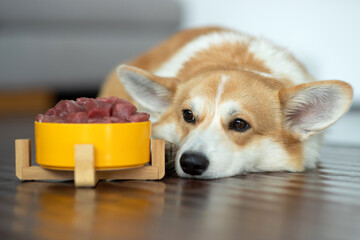 Pet food. Dog eats food from a bowl