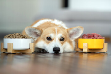 Pet food. Dog eats food from a bowl