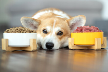 Pet food. Dog eats food from a bowl