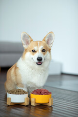 Pet food. Dog eats food from a bowl