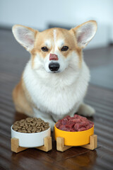 Dog eating food at home. Dog eats food.