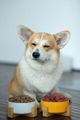 Dog eating food at home. Dog eats food.