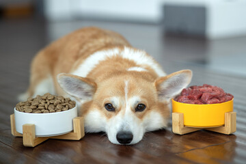 Pet food. Dog eats food from a bowl