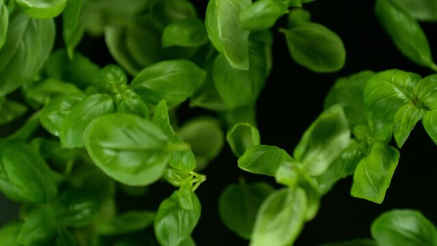 Fresh green basil leaves explosion on a black background. Filmed on high speed cinematic camera at 1000 fps.