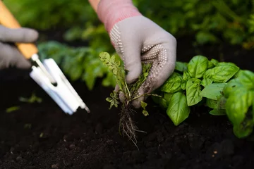 Fotobehang weed removal in a garden with a long root, care and cultivation of vegetables, plant cultivation, weed control, root remover in the hands of a gardener © Надежда Урюпина