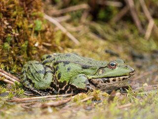 Marsh Frog in a Pond