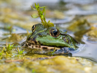 Marsh Frog in a Pond