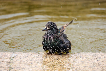 Starling drinking water from a city fountain. Concept for summer heat, hot weather
