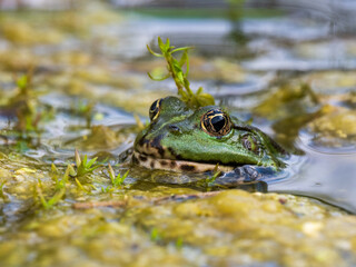 Marsh Frog in a Pond