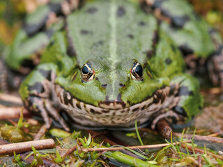 Marsh Frog in a Pond