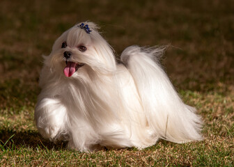 Small,long haired,white Maltese dog with a blue bow in his top knot moving on grass
