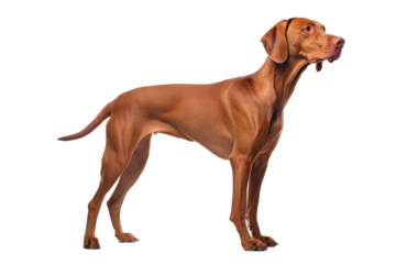 Capturing the Grace & Elegance: A Majestic Vizsla Dog Stands Upright, Showcasing Its Poise and Beauty, Perfectly Isolated Against a Pristine White Backdrop.