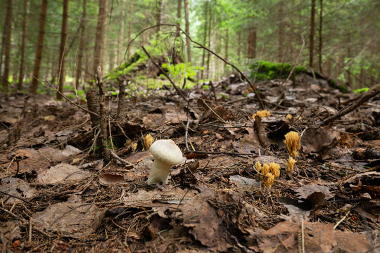 Common puffball, Lycoperdon perlatum and coral fungi, Ramaria growing in natural forest in sweden