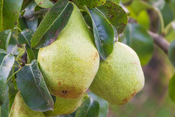 Big ripe pears on the branch