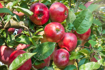 Huge harvest of red apples