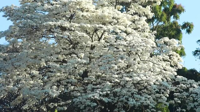 Wonderful Flowers of a white ipe tree, Tabebuia roseo-alba (Ridley) Sandwith. Known as: "Ip&ecirc;-branco", "Ip&ecirc;-branco-do-cerrado", "Ip&ecirc;-rosa" 4k video