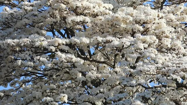 Wonderful Flowers of a white ipe tree, Tabebuia roseo-alba (Ridley) Sandwith. Known as: "Ip&ecirc;-branco", "Ip&ecirc;-branco-do-cerrado", "Ip&ecirc;-rosa" 4k video