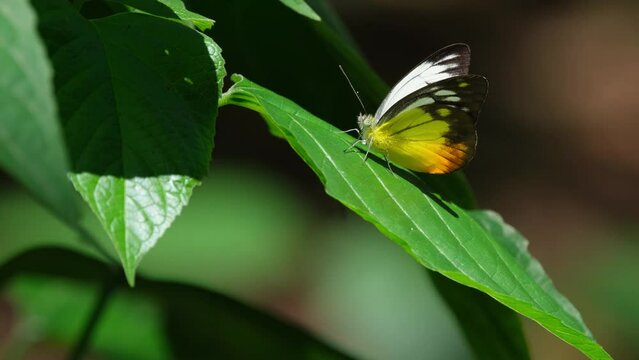 Resting on a leaf, an individual Orange Gull Cepora judith is basking in the sunlight in the midst of Kaeng Krachan National Park, Petchaburi in Thailand.