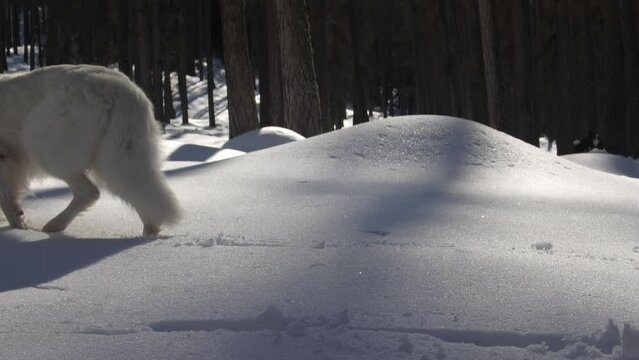 White Swiss Shepherd Dog Sniffing In Snowy Forest Walking From Right To Left