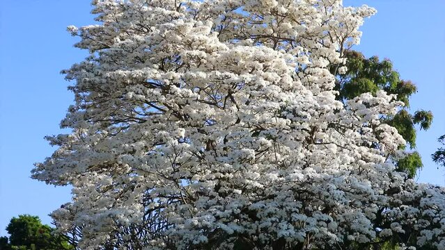 Wonderful Flowers of a white ipe tree, Tabebuia roseo-alba (Ridley) Sandwith. Known as: "Ip&ecirc;-branco", "Ip&ecirc;-branco-do-cerrado", "Ip&ecirc;-rosa" 4k video