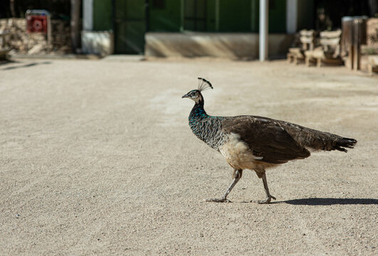 Young peacock peachick bird in park