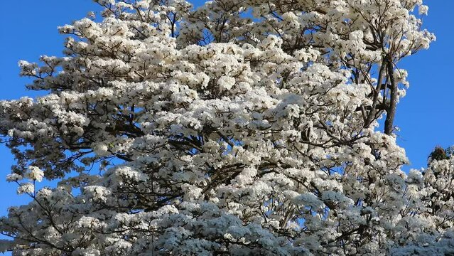 Wonderful Flowers of a white ipe tree, Tabebuia roseo-alba (Ridley) Sandwith. Known as: "Ip&ecirc;-branco", "Ip&ecirc;-branco-do-cerrado", "Ip&ecirc;-rosa" 4k video