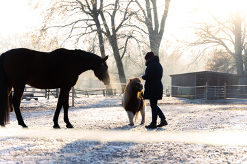 Pferde in Winterlandschaft 