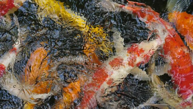 Colorful koi fish in the garden pond, koi fish and pond, house details