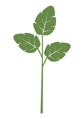 plant leaves 390