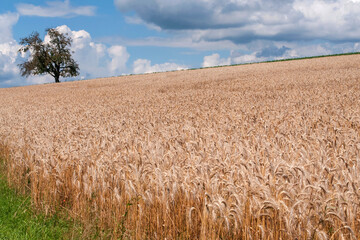 Champ de blé en été