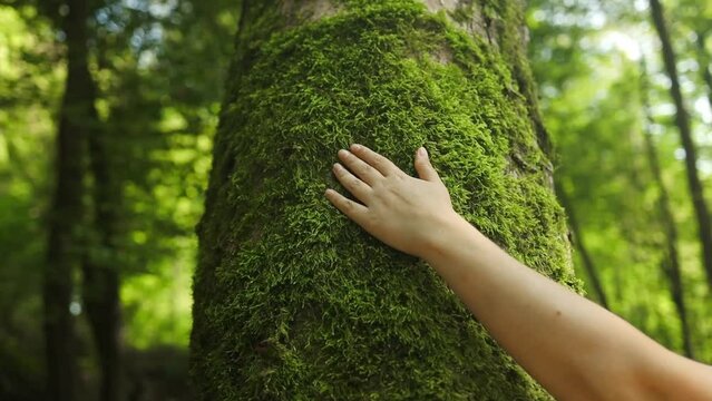 Young female hand touching a tree in forest, concept saving of environment. High quality FullHD footage