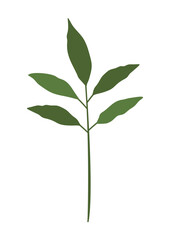 Fototapeta premium plant leaves 352