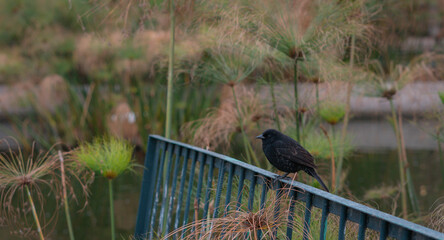 Pajarito silvestre apoyado en unas ramas