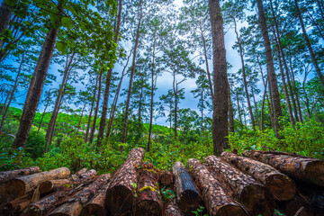 Stack of firewood Beautiful larch forest with different trees,pine forest green on the mountain on nature trail at Doi Bo Luang Forest Park, Chiang Mai, Thailand in the morning.