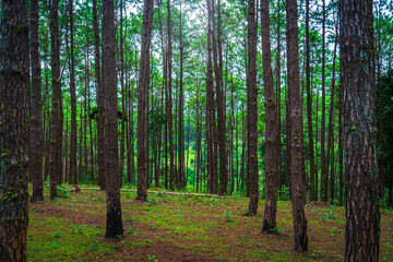 Beautiful larch forest with different trees,pine forest green on the mountain on nature trail at Doi Bo Luang Forest Park, Chiang Mai, Thailand in the morning.