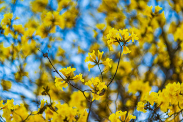 Beautiful blooming Yellow Golden Tabebuia Chrysotricha flowers of the Yellow Trumpet that are blooming with the park in spring day in the garden and sunset sky background in Thailand.