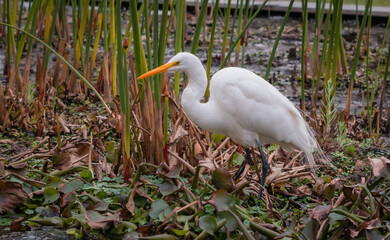Garza de color blanco caminando en un estanque