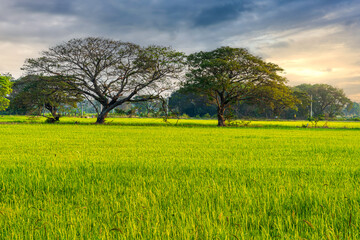 Scenic view landscape of Rice field green grass with field cornfield and two big trees on in Asia country agriculture harvest with fluffy clouds blue sky sunset evening background.