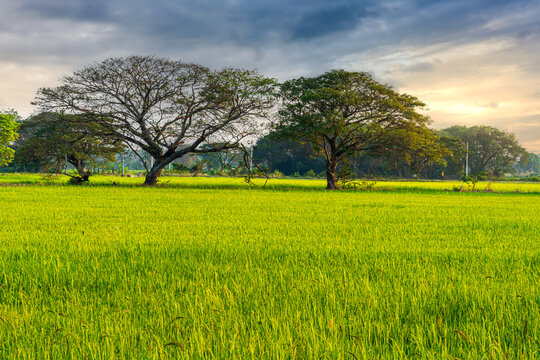 Scenic view landscape of Rice field green grass with field cornfield and two big trees on in Asia country agriculture harvest with fluffy clouds blue sky sunset evening background. © Thinapob