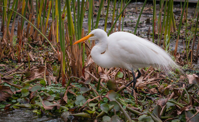 Garza de color blanco caminando en un estanque