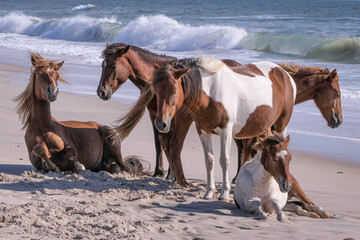 Assateague Horses early in the morning standing or resting along the beach. The horses spend the...