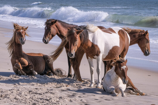 Assateague Horses early in the morning standing or resting along the beach. The horses spend the night here to get away from mosquitos and flies that swarm further inland.