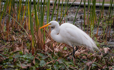 Garza de color blanco caminando en un estanque