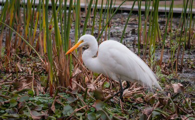 Garza de color blanco caminando en un estanque